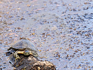 Red-Eared Slider Turtle on a Log in a Freshwater Pond in Texas