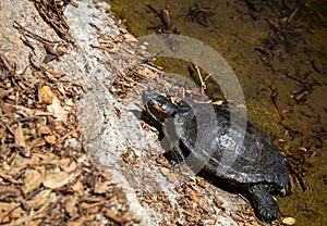 red eared slider turtle on the move
