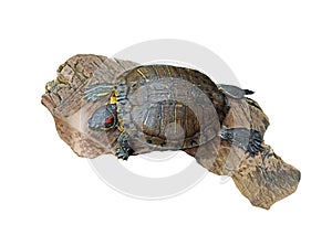 Red Eared Slider Turtle on Old Wood, Clipping Path