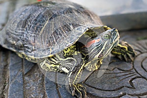 Red Eared Slider Turtle on the pavement in urban