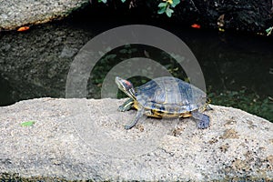 Red-Eared Slider Turtle Peered On the Rock Over Pond