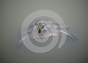 Red-eared slider turtle in pond with head over water