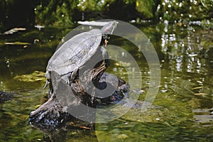 Red-eared slider turtle rachemys scripta elegans