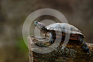 Red-eared Slider - Trachemys scripta elegans photo