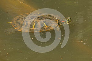 Red-eared Slider - Trachemys scripta elegans