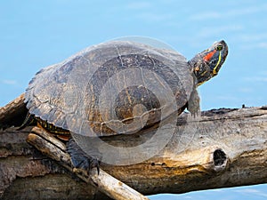 A Red-eared slider Turtle Resting on a Log