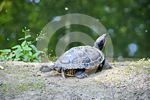 Red Eared Slider Turtle Resting near Pond