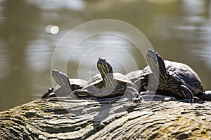 Red Eared Slider Turtle