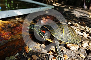 A red-eared slider turtle on stones, near an artificial reservoir. Wild life photo