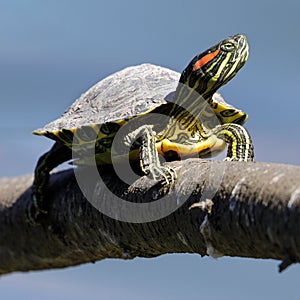 Red-eared slider turtle stretching neck and sunbathing on a log above a pond