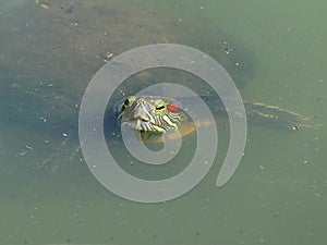 Red Eared Slider Turtle Submerged in Green Murky Water, except for its Head