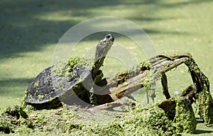 Red Eared Slider Turtle, Sweetwater Wetlands, Tucson Arizona desert