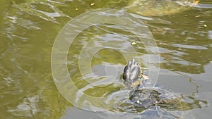 red-eared slider turtle swimming