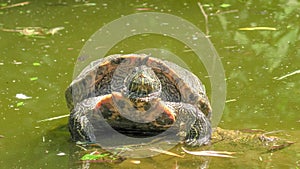 red-eared slider turtle swimming