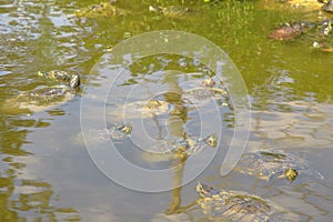 red-eared slider turtle swimming