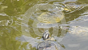 red-eared slider turtle swimming