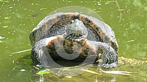 red-eared slider turtle swimming