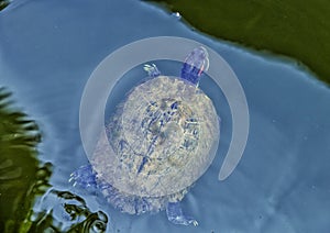 Red-eared slider turtle swimming in Grand Lake in Oklahoma.