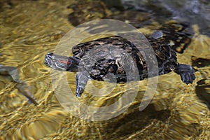 Red-eared slider Turtle Swimming with head above water