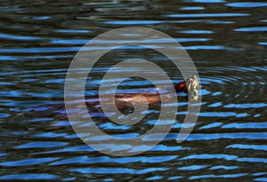 A Red Eared Slider Turtle Swimming in a Pond