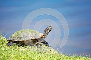 Red-eared Slider turtle Trachemys scripta elegans