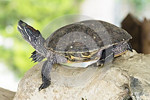 Red eared slider turtle, trachemys scripta elegans, basking on a rock