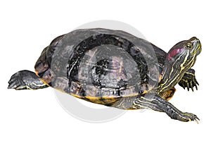 Red eared slider turtle Trachemys scripta elegans is creeping and raise one`s head on white isolated background . Side view