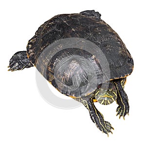 Red eared slider turtle Trachemys scripta elegans is creeping and raise one`s head on white isolated background . Top view