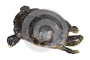 Red eared slider turtle Trachemys scripta elegans is creeping and raise one`s head on white isolated background . Top view photo