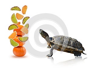 Red-eared slider turtle Trachemys scripta elegans looks at flying marmalade slices, isolated on a white background