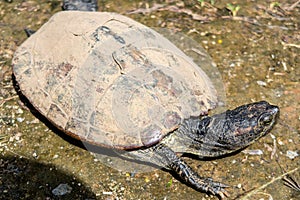 Red-eared slider turtle Trachemys scripta elegans, red-eared terrapin, red-eared slider turtle with shell covered with mud