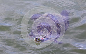 Red-eared Slider