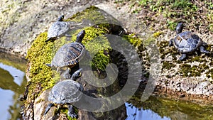 Red-eared Slider
