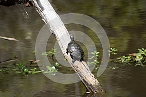 Red eared slider turtle on tree limb in water