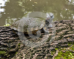 Red-eared slider turtle on a tree trunk at the edge of a pool in the Fort Worth Botanic Garden.