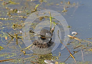 Red Eared Slider Turtle Trying to Fly