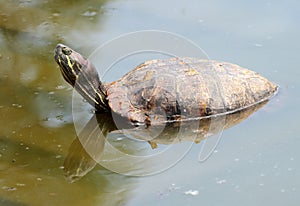 Red eared slider turtle in water