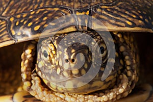 Red eared slider turtle in the wild, surrounded by typical flora