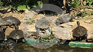 red-eared slider turtles basking