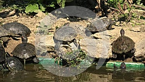 red-eared slider turtles basking