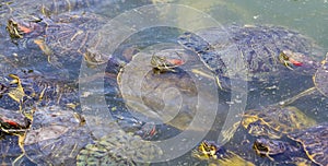 Red-eared slider turtles in a pond