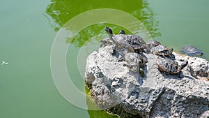 red-eared slider turtles sunbathing on the stone
