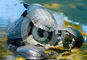 Red-eared slider or water slider turtles in the pond