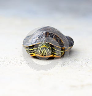 Red-eared slider on white