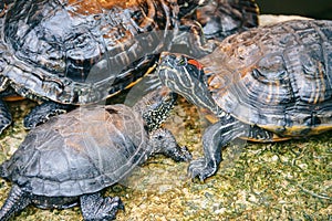Red-eared sliders are heated under a lamp