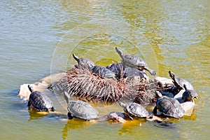 Red-eared Terrapin