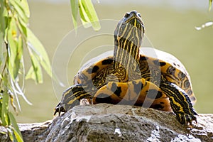 Red-eared terrapin