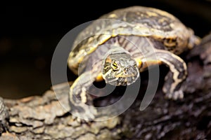 Red-eared terrapin