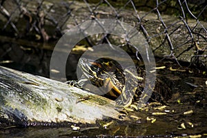 Red eared terrapin