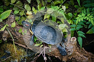 Red eared terrapin